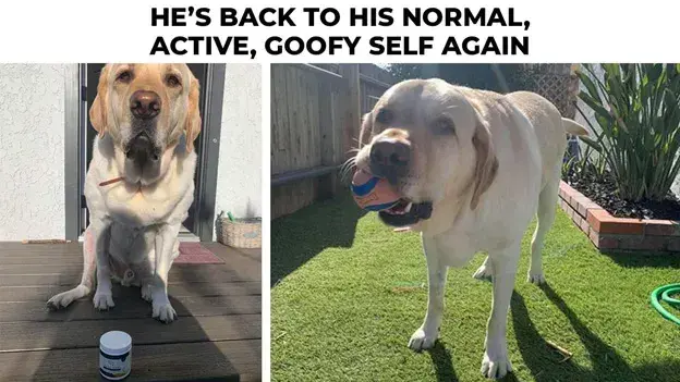 dog